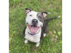 Adopt Harmony a American Staffordshire Terrier