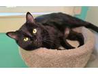 Adopt Esther a Domestic Short Hair