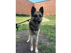 Adopt Saffron a German Shepherd Dog