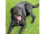 Adopt Rina a Labrador Retriever