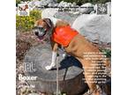 Adopt Lorelei a Boxer