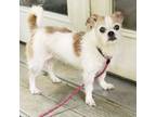 Adopt Buttons 2024 a Border Terrier, Jack Russell Terrier