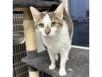 Adopt Chase a Tabby, Domestic Short Hair