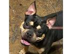Adopt Wendy a American Staffordshire Terrier