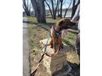 Adopt Kirsch a Plott Hound