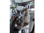 Adopt Lisa a Domestic Short Hair