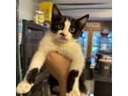 Adopt Sharpie a Domestic Short Hair