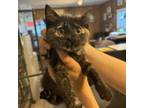 Adopt Eraser a Domestic Short Hair