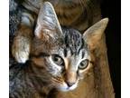 Adopt Harper a American Shorthair, Tabby