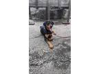 Adopt Twyla a Rottweiler, Labrador Retriever