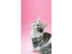Adopt Barley a American Shorthair