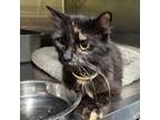 Adopt Princess a American Shorthair