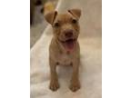 Adopt Evangeline a Boxer