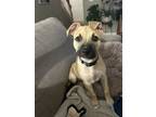 Adopt Tiana a Boxer