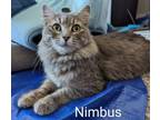 Adopt Nimbus a Turkish Angora, Domestic Medium Hair