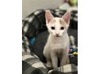 Adopt Cricket a Tabby, Domestic Short Hair