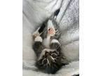 Adopt Dio a Tabby, Domestic Short Hair