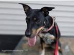 Adopt Roxy a Rottweiler, Australian Cattle Dog / Blue Heeler