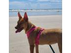 Adopt Honey a Mixed Breed