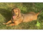 Adopt CLEMENTINE a Australian Cattle Dog / Blue Heeler, Hound