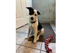 Adopt ESTES a Husky