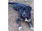 Adopt INDIE a Labrador Retriever