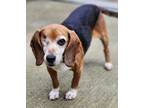 Adopt Jackie a Beagle