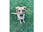 Adopt Kate a Golden Retriever, Collie