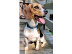 Adopt Crystal a Beagle