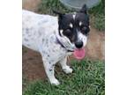 Adopt Tampa a Australian Cattle Dog / Blue Heeler