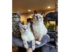Adopt Mina a Snowshoe