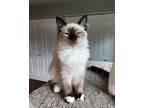 Adopt Theta a Snowshoe