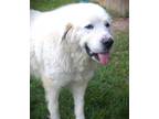 Adopt Cinthia a Great Pyrenees