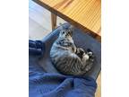 Adopt Tifa a Tabby, Domestic Short Hair