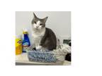 Adopt Tilapia a Domestic Short Hair, Tabby