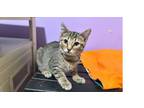 Adopt Ravioli a Domestic Short Hair, Tabby