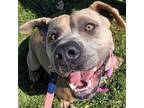 Adopt Gemma a Mastiff, Pit Bull Terrier