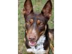 Adopt Brownie a Shepherd, Mixed Breed