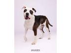 Adopt Mo a Pit Bull Terrier, American Staffordshire Terrier