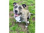 Adopt Zelda a Pit Bull Terrier