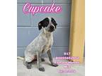 Adopt Cupcake a Australian Cattle Dog / Blue Heeler