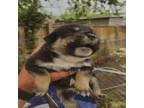 Adopt Carol a Australian Cattle Dog / Blue Heeler