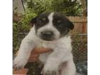 Adopt Becky a Australian Cattle Dog / Blue Heeler