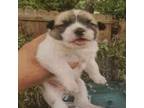 Adopt Shakira a Australian Cattle Dog / Blue Heeler