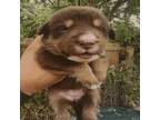Adopt Anita a Australian Cattle Dog / Blue Heeler
