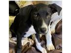Adopt Phoebe a American Staffordshire Terrier