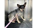 Adopt Miko a Australian Cattle Dog / Blue Heeler