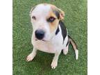 Adopt Freya a American Staffordshire Terrier