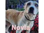 Adopt Novia a American Staffordshire Terrier