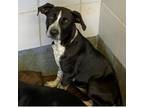 Adopt Annie a American Staffordshire Terrier